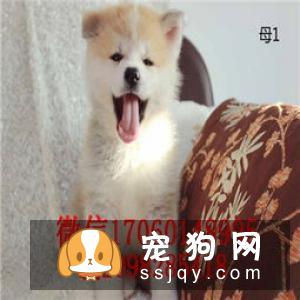 【秋田犬】秋田犬多少钱_好养吗?秋田犬图片_价格_训练
