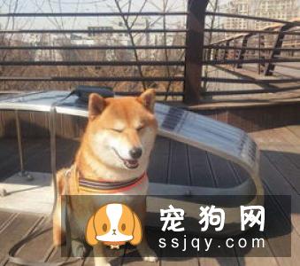 柴犬尾巴怎样卷 卷尾大体可以分为以下两种