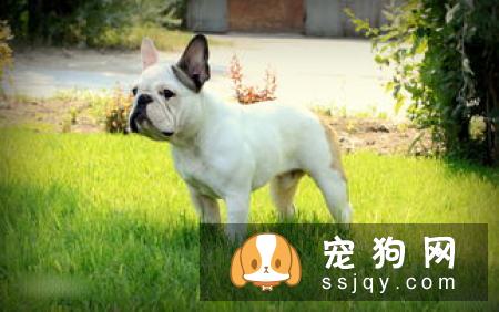 【兰波格犬】兰波格犬好养吗_图片|价格|训练