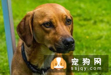 【狗狗咳嗽的原因】斗牛犬咳嗽怎么办？