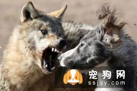 寻血猎犬好养吗?寻血猎犬图片|价格|训练|智商