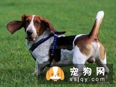 【巴吉度犬】巴吉度犬好养吗?巴吉度犬_价格_训练