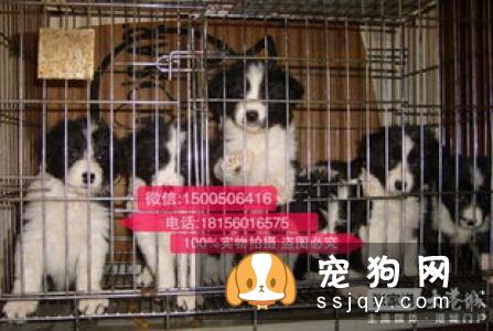 【边境牧羊犬】边境牧羊犬价格|训练|介绍
