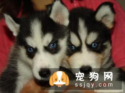 哈士奇多少钱,好养吗?哈士奇图片|价格|训练