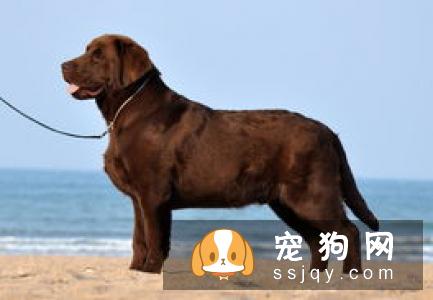 柴犬吃什么肉好 可以吃的肉类有很多