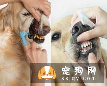 狗狗需不需要刷牙？