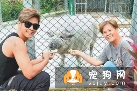 主人都说很乖！宠物美容师手爆血“我们不是驯兽师”