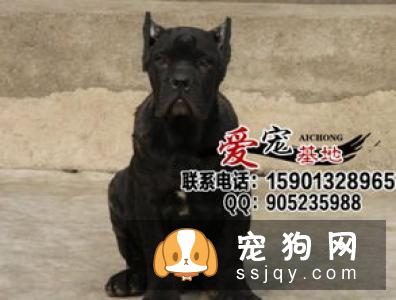 意大利护卫犬价格及图片大全
