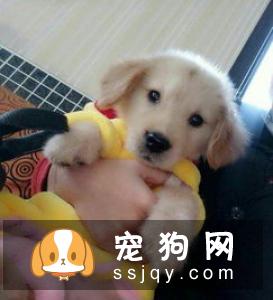 法老王猎犬好养吗?法老王猎犬图片|价格|训练