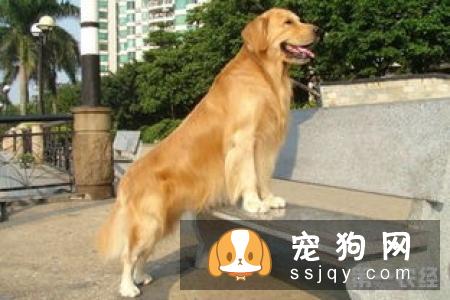 金毛能吃什么蔬菜 金毛吃什么蔬菜好